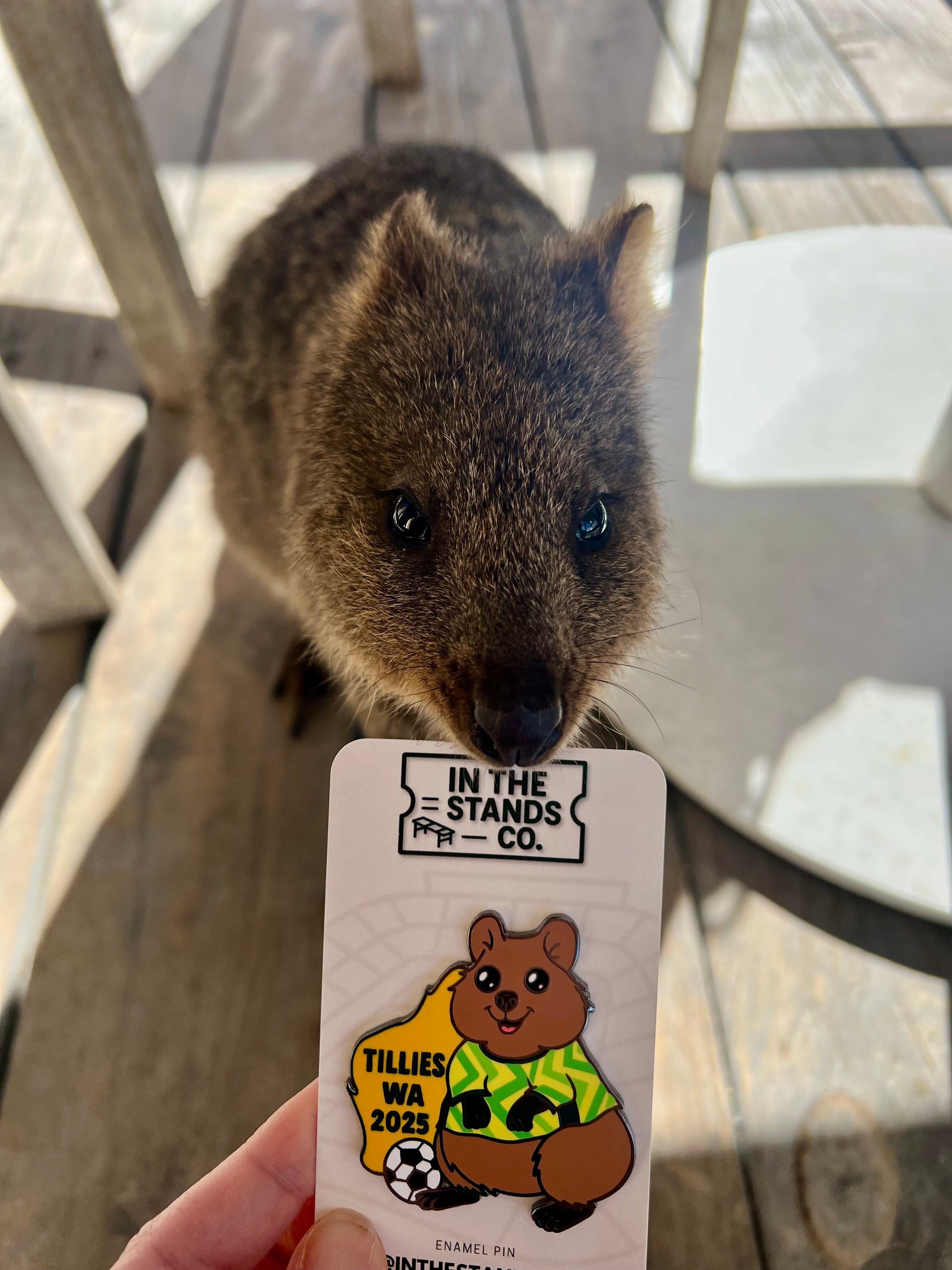 matildas-quokka-pin-perth-game-2025